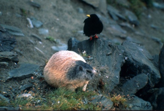 animali 2