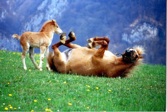 soci -villa licio -cavalli